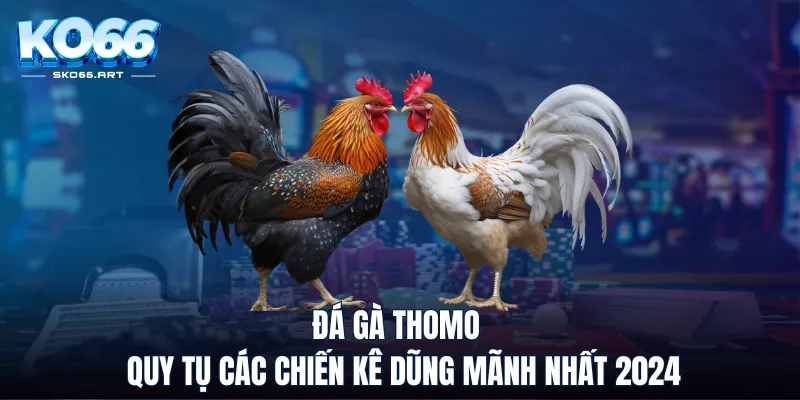 Đá Gà Thomo - Quy Tụ Các Chiến Kê Dũng Mãnh Nhất 2024