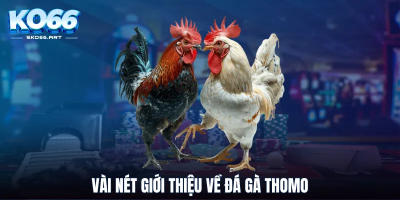 Vài nét giới thiệu về đá gà Thomo